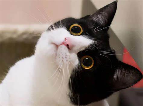 奶牛猫